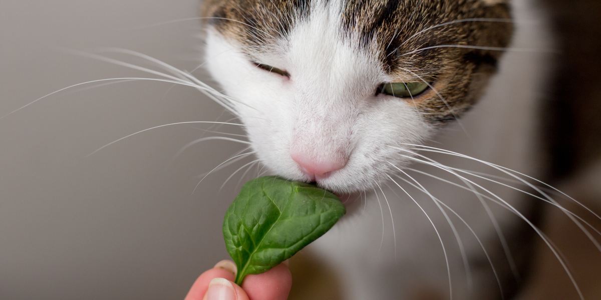 Playful cat with a curious gaze exploring a bunch of fresh spinach.