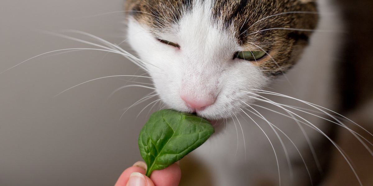 My cat cheap eats lettuce