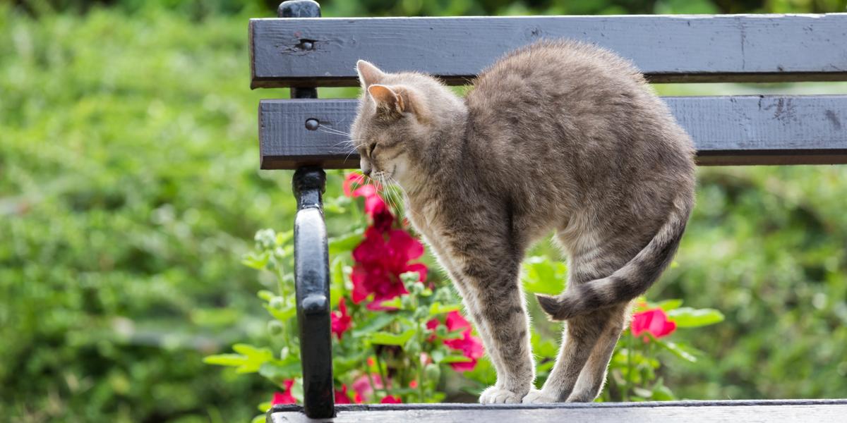 A cat arching its back, displaying a classic feline behavior often associated with stretching or feeling threatened.