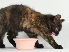 Cat curiously exploring around a bowl.