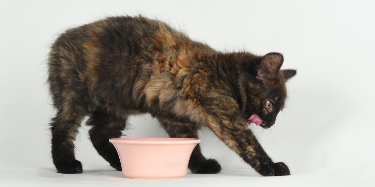 Cat pull food out hotsell of bowl to eat