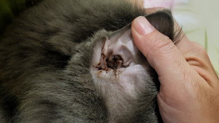 Cat ear discharge, a potential symptom of ear infections or other feline ear-related health issues.