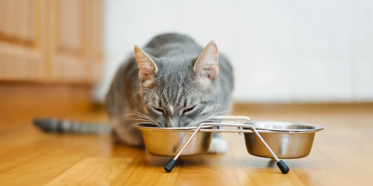 An image featuring a cat enthusiastically eating its food from a bowl. 