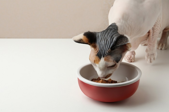 cat eating wet food in cat bowl