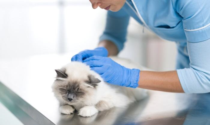 vet applying flea treatment on a cat