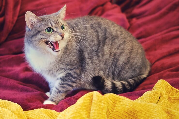 A cat growling, expressing signs of aggression or territorial behavior.