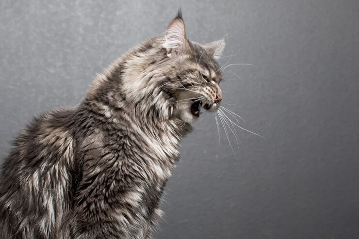 A tense-looking gray cat baring its teeth and growling, displaying signs of agitation or defensiveness, possibly without an apparent reason.