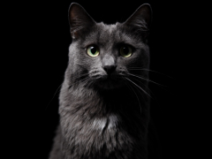 A cat in a dark setting, showcasing feline behavior in low light conditions."