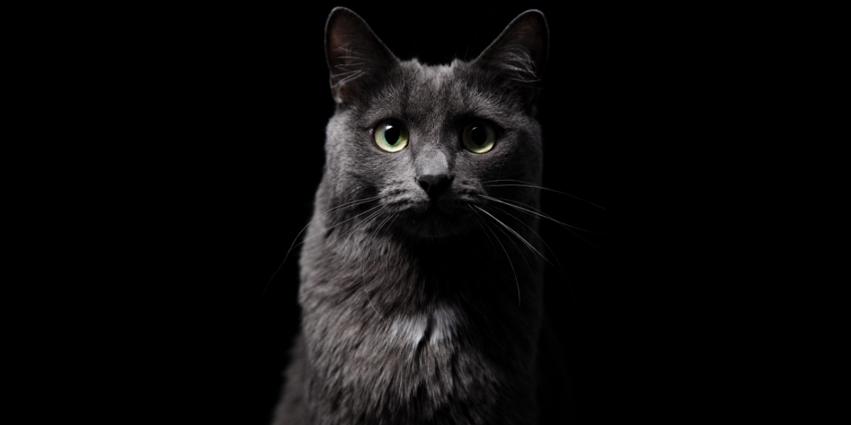 A cat in a dark setting, showcasing feline behavior in low light conditions."