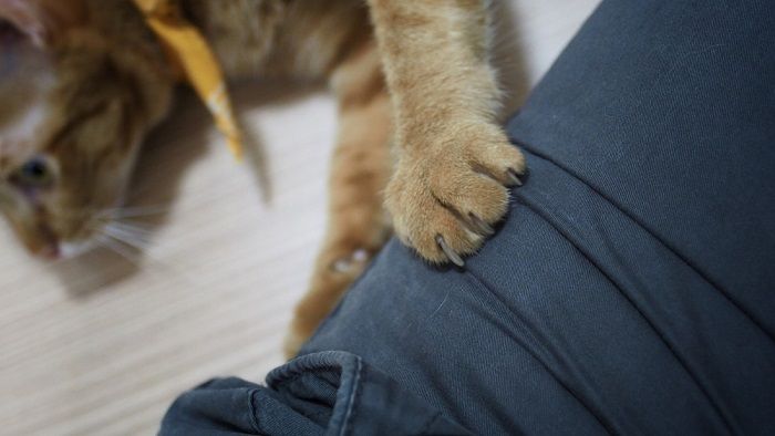 Cat with paw on someone's thigh