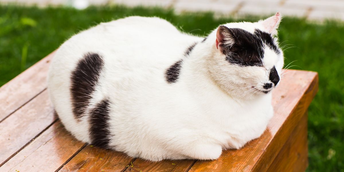Image of a cat comfortably settled in the 'loaf' position, displaying its relaxed and compact posture.