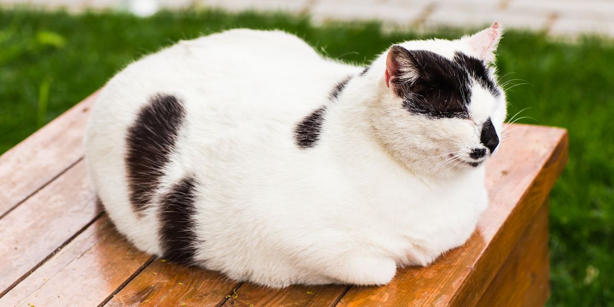 My cat clearance likes bread