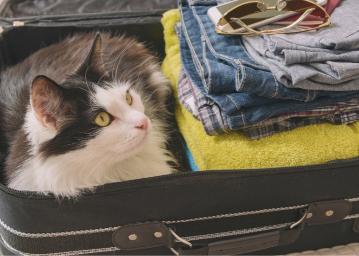 Playful image of a cat sitting in the 'loaf' position inside a suitcase, showcasing feline curiosity and their knack for finding cozy spots.