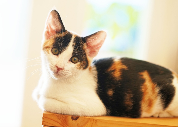 Image of a cat sitting in the 'loaf' position, with paws neatly tucked under its body, displaying a relaxed and compact posture.