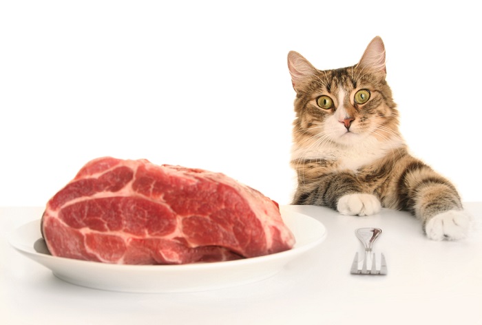 Feeding cats raw beef sale