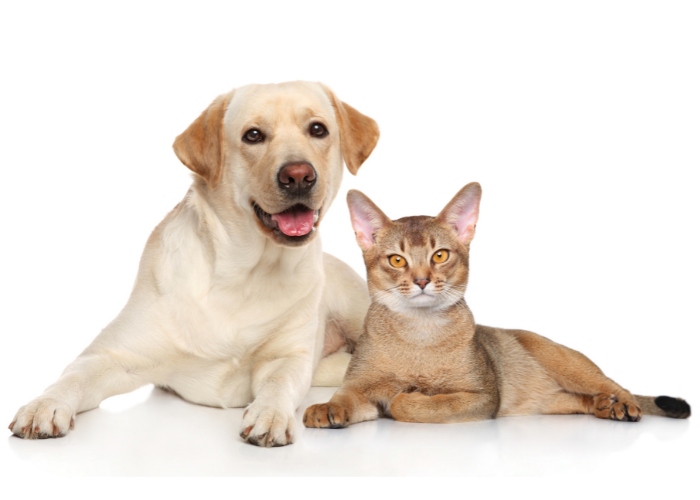 A cat confidently sharing space with a dog, demonstrating a comfortable and friendly relationship between the two animals.