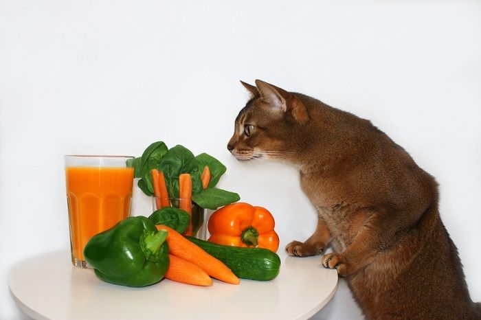 Colorful scene featuring a cat alongside an orange and a bunch of spinach.