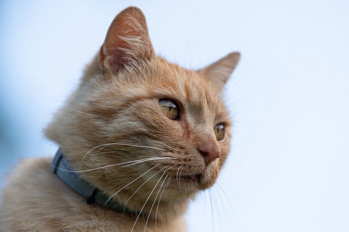 A cat wearing a tick collar, demonstrating preventive measures to protect against ticks and tick-borne diseases in felines.