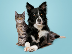 are cats smarter than dogs?