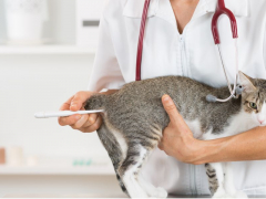 A person checking a cat's temperature, part of a veterinary examination.