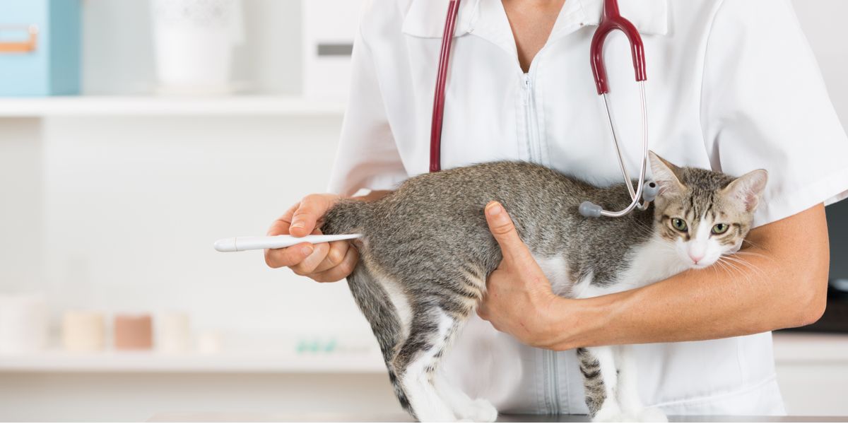 A person checking a cat's temperature, part of a veterinary examination.