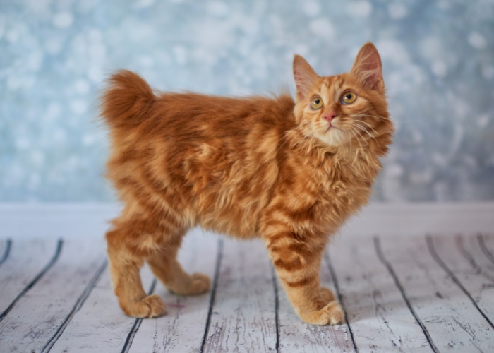 tailless cat breed American Bobtail cat