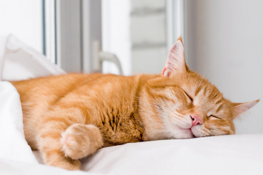 Do Cats Dream? Science Has the Answer