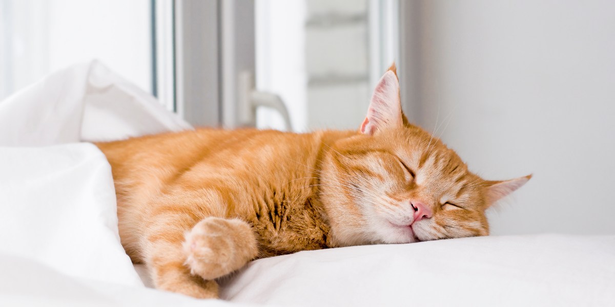 Do Cats Dream? Science Has the Solution