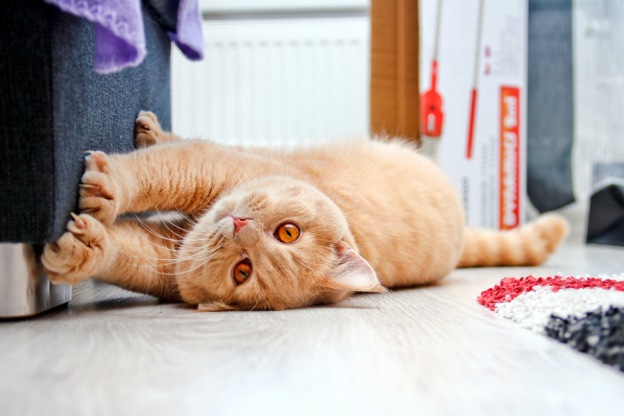 Cat Scratching Material Feline Sisal Cream DIY Cat Scratcher Repair  Scratching Post Sisal Carpet Replacement Cat Scratch Pad 