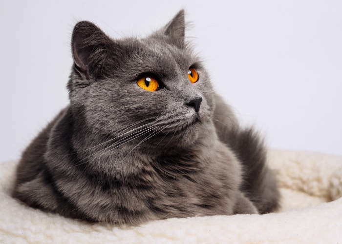 Image of a gray cat curled up in a cozy position, resting peacefully with a tucked tail and closed eyes.