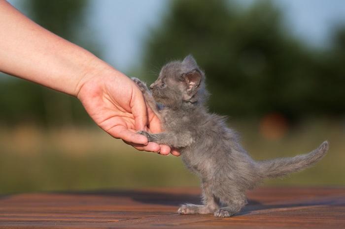 Adorable gray kitten captured in a candid moment, radiating youthful curiosity and innocence through its charming expression and playful posture.
