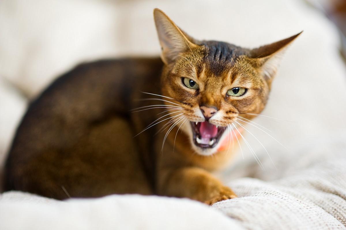 7 Tips on How to Look After an Aggressive Cat