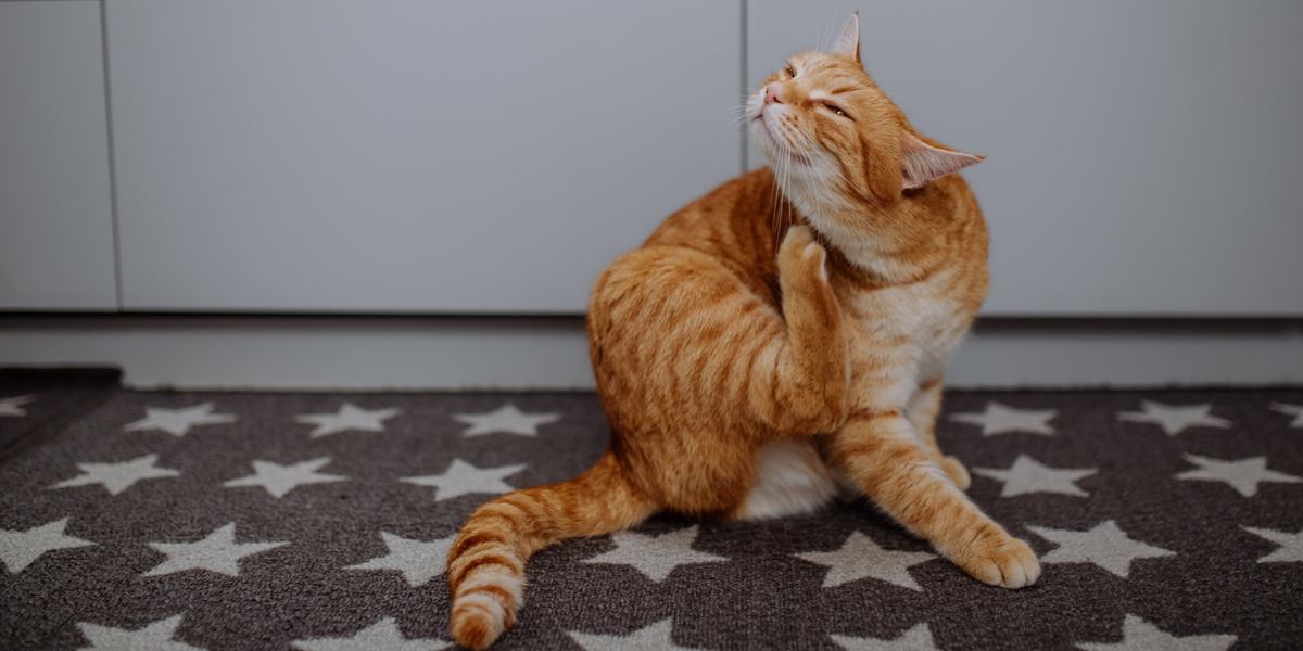 A cat in visible discomfort, scratching itself intensely, suggesting it may be suffering from skin irritation or itching.
