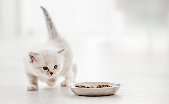 Kitten playing around a bowl.