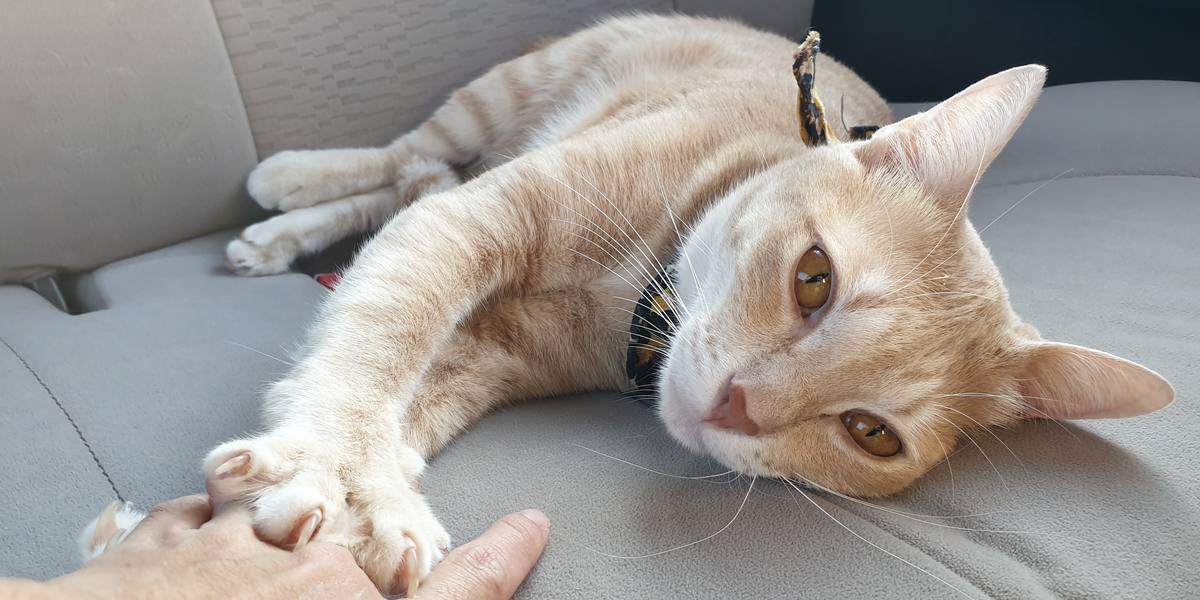 The image depicts a cat engaged in kneading behavior.