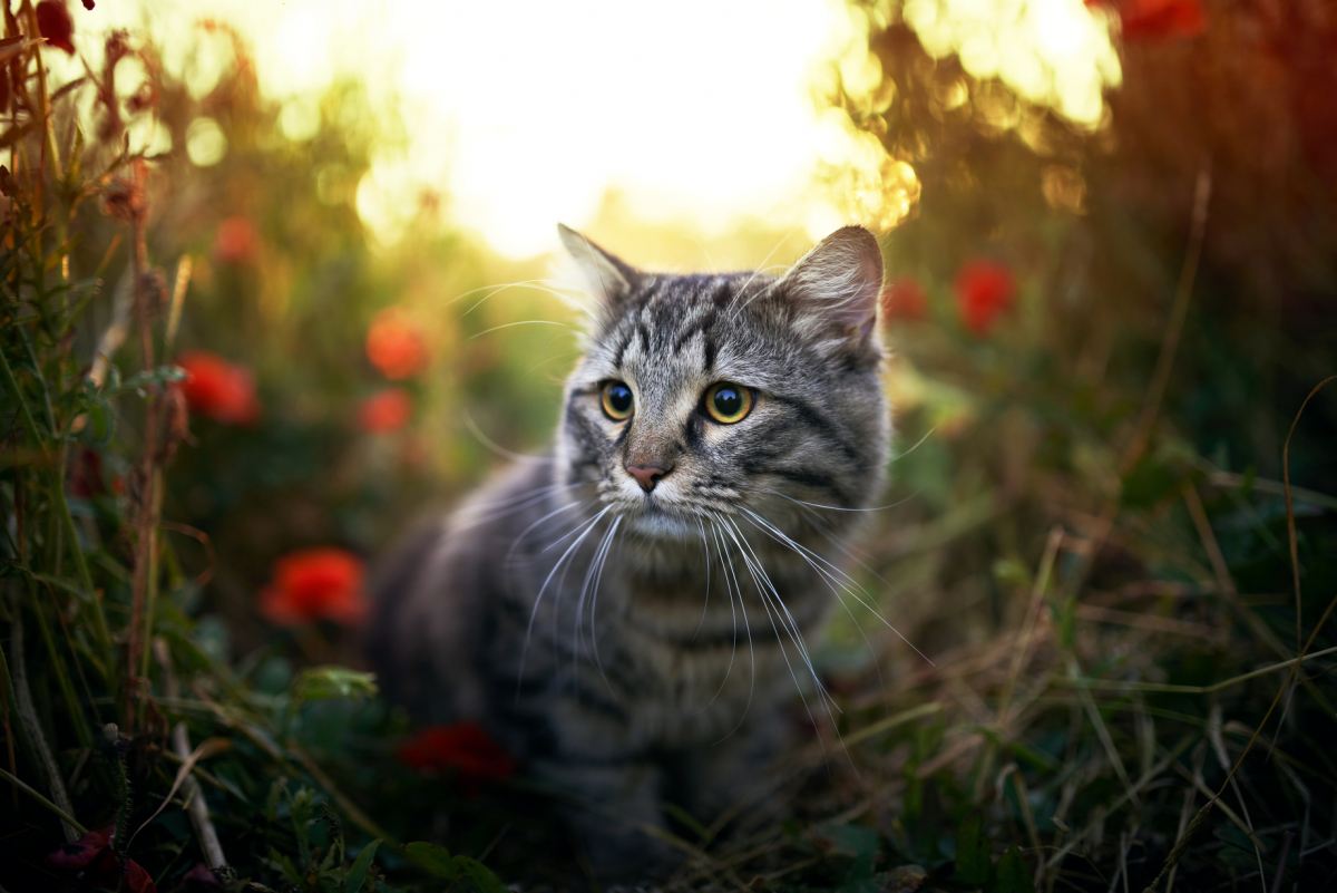 Keeping cats indoors is a rare solution where everybody wins