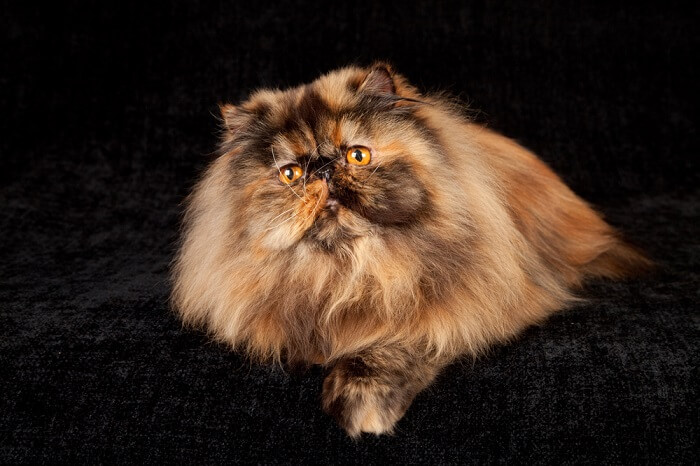 213 Of The Fluffiest Cats In The World