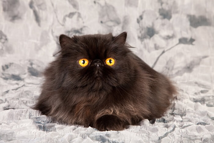 Exquisite black Persian cat with its long, flowing coat and distinctive flat face, epitomizing the breed's regal and elegant demeanor, as well as its luxurious appearance