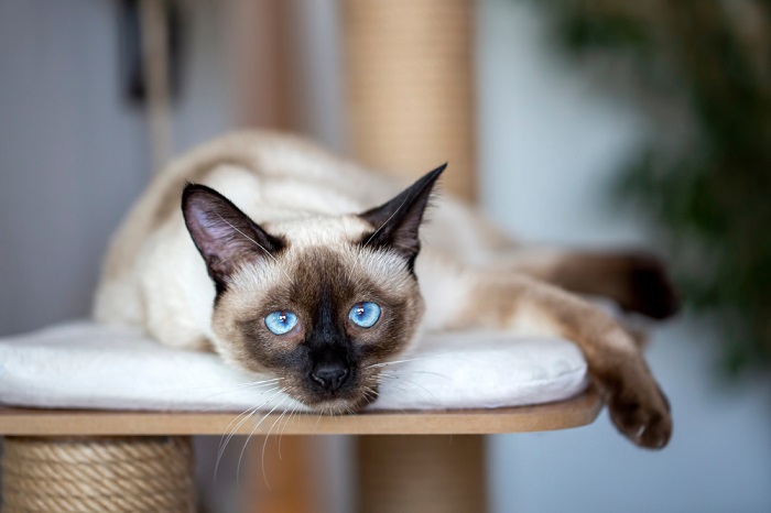 An image showcasing a Siamese cat, known for its distinctive color points and striking blue almond-shaped eyes, highlighting the elegant and captivating appearance of this particular feline breed.