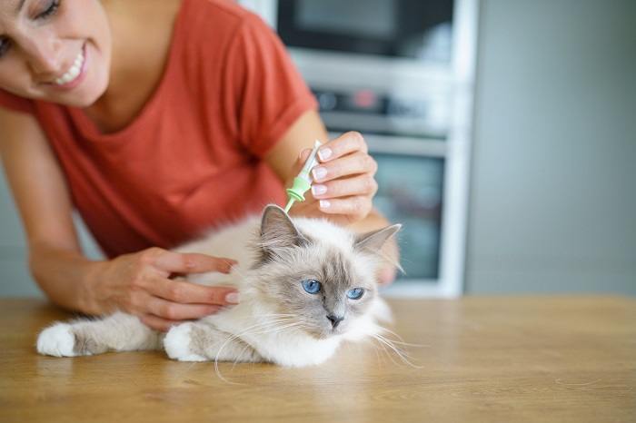 owner applying flea treatment on cat