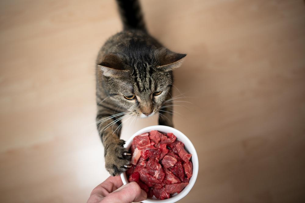 tabby cat rearing up to reach feeding dish with raw meat