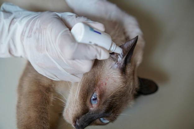 Tresaderm for Cats: Overview, Dosage & Side Effects - Cats.com