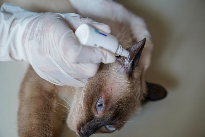 Treatment for feline ear issues, highlighting the importance of addressing and managing cat ear problems with appropriate care.