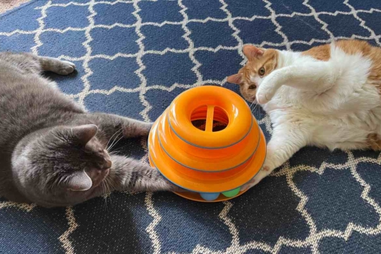 8 Purrfect Games You Can Play With Your Cat