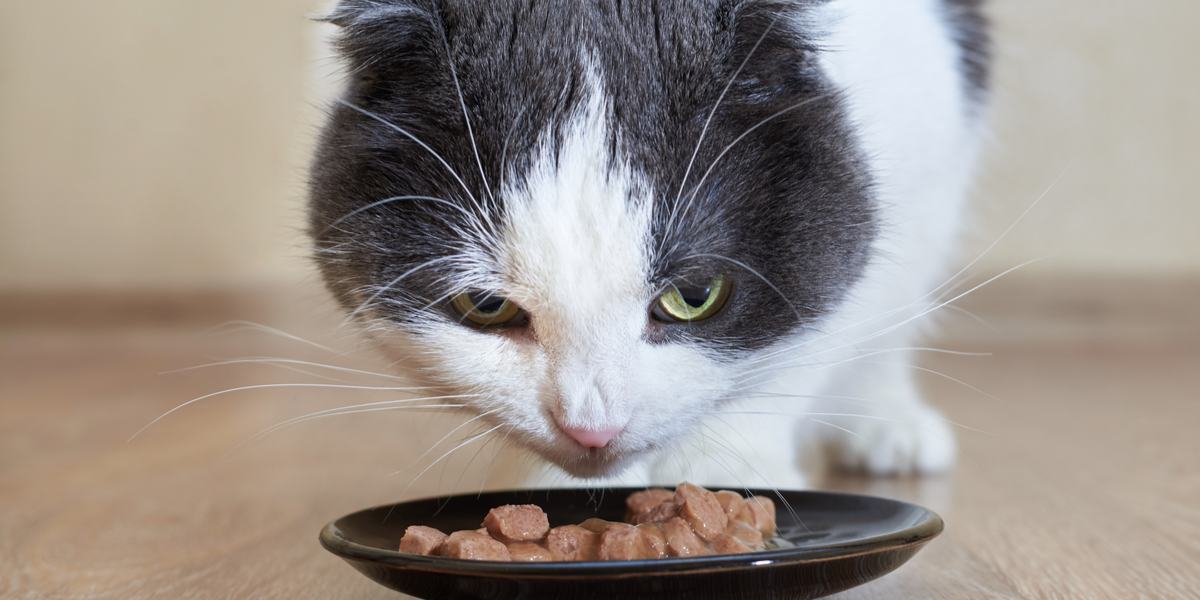 The Best Rabbit Cat Food Cats