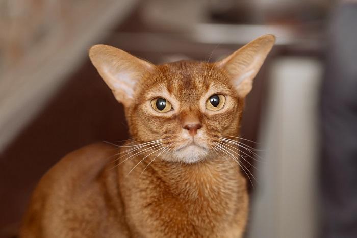 Abyssinian Cat close up