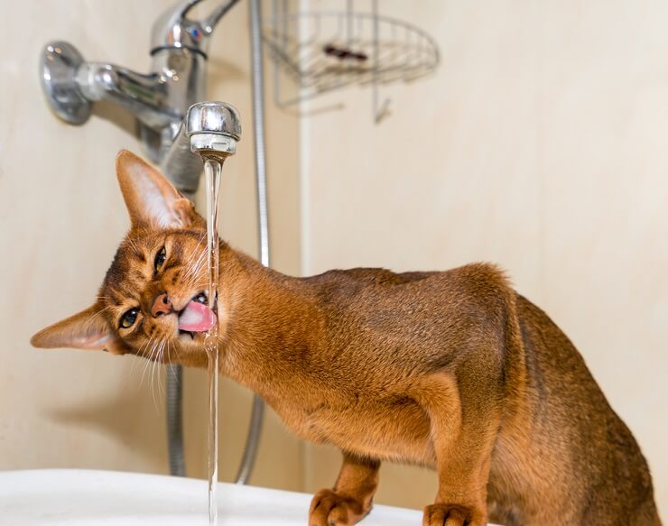 Abyssinian Cat drinking water from faucet