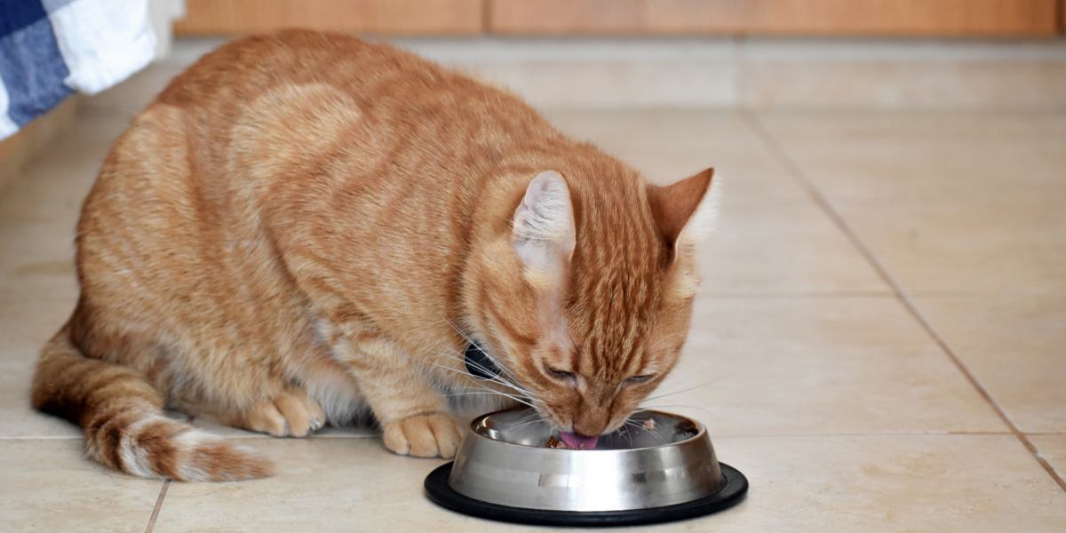 The 7 Best Beef Cat Food Formulas Cats