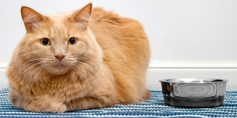Picture of The 7 Best Duck Cat Food Formulas - Cats.com