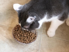 Best Lamb Cat Food Formulas